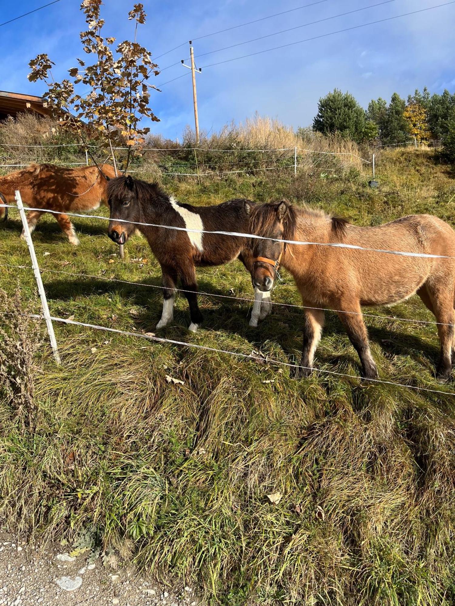 Meilerhof Reith bei Seefeld Dış mekan fotoğraf